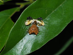 Phrynarachne ceylonica