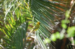 Ploceus ocularis suahelicus