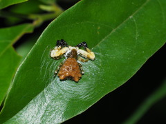 Phrynarachne ceylonica