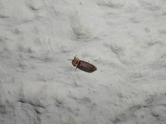 Lampyris fuscata apuliae