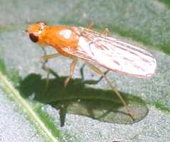 Psila fimetaria