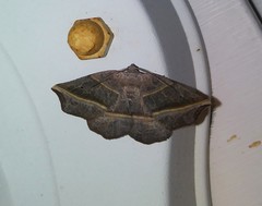 Metanema determinata