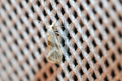 Cochylidia implicitana