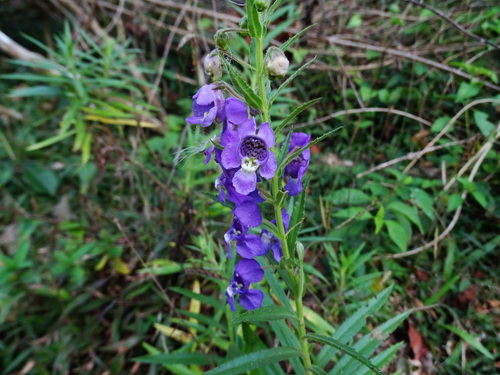 Image of Angelonia angustifolia by no rights reserved