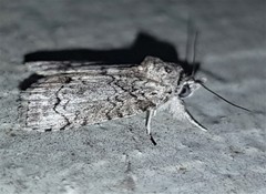 Nycteola polycyma