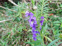 Angelonia angustifolia