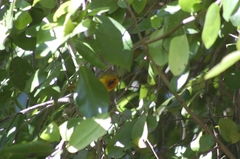 Ploceus ocularis suahelicus