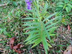 Angelonia angustifolia