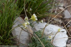 Draba cinerea