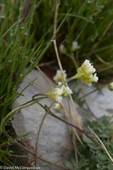 Draba cinerea