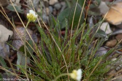 Draba cinerea