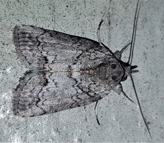 Nycteola polycyma