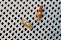 Cochylidia implicitana
