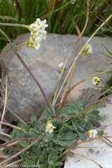 Draba cinerea
