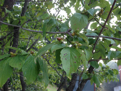Angiospermae