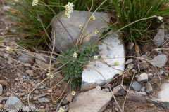 Draba cinerea