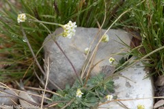 Draba cinerea