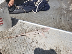 Scaphirhynchus platorynchus