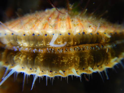 Queen scallop