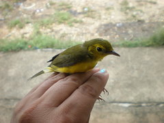 Setophaga citrina