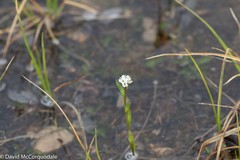 Eutrema edwardsii