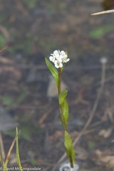 Eutrema edwardsii