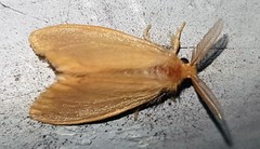 Euproctis crocea