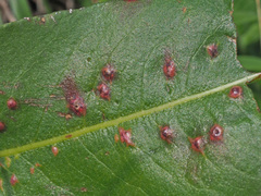 Microbotryum pustulatum