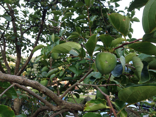 Diospyros kaki
