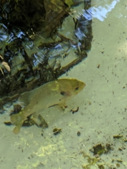 Lepomis punctatus