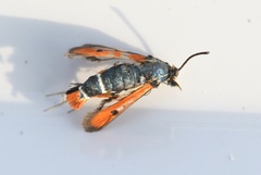 Pyropteron chrysidiforme