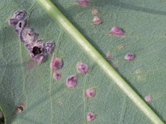 Microbotryum pustulatum