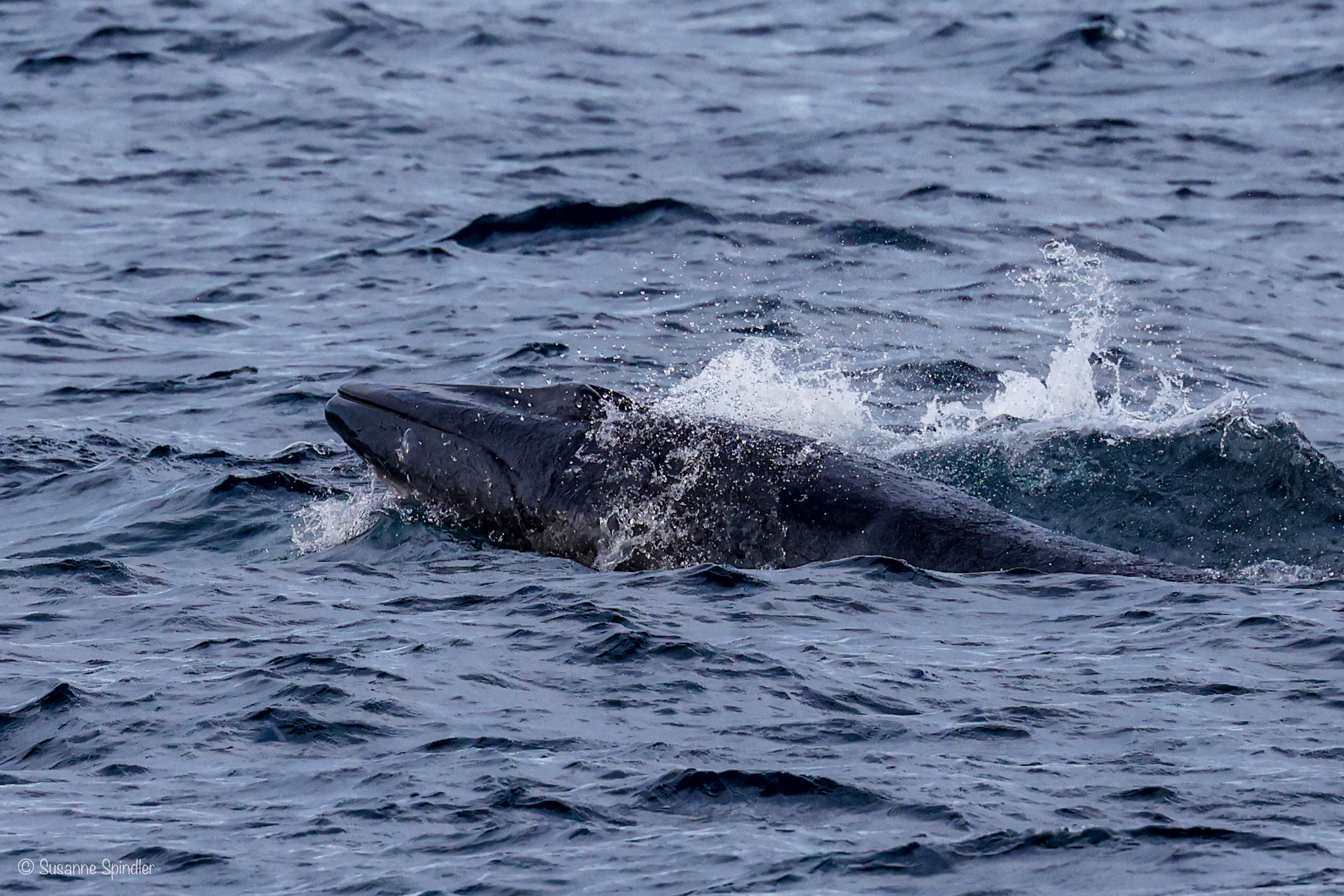 Balaenoptera omurai