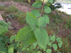 Angiospermae