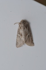 Apterogenum ypsillon