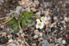 Draba lactea