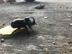 Oryctes nasicornis corniculatus