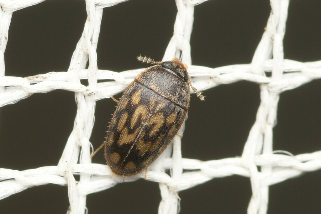 Litargops multiguttatus