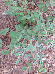 Angiospermae