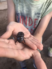 Oryctes nasicornis corniculatus