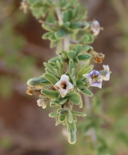 Hairy Honeythorn (Lycium villosum)