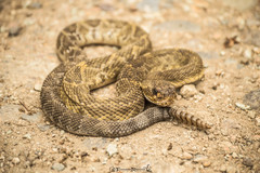 Crotalus molossus oaxacus