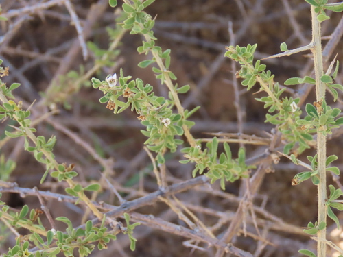 Image of Lycium villosum by no rights reserved