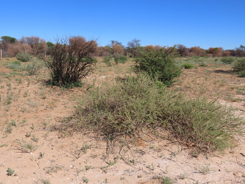 Image of Lycium villosum by no rights reserved
