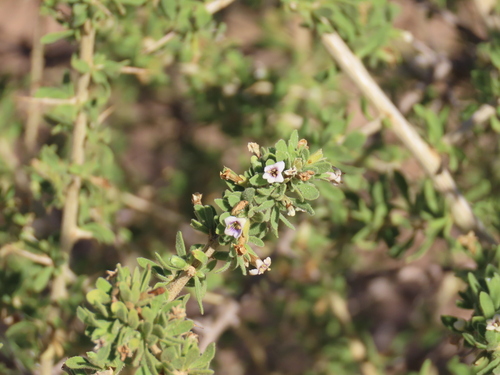 Image of Lycium villosum by no rights reserved