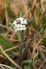 Eutrema edwardsii