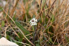 Eutrema edwardsii