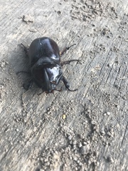 Oryctes nasicornis corniculatus