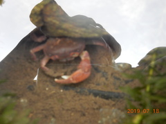 Geothelphusa dehaani