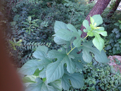 Angiospermae